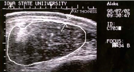 Carcass Ultrasound